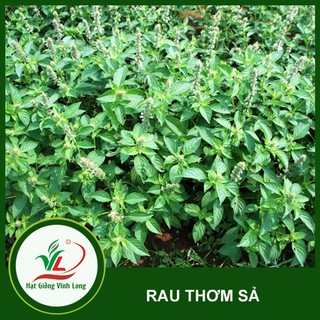 Hạt giống rau Thơm sả (é trắng) TN 35 - 1g
