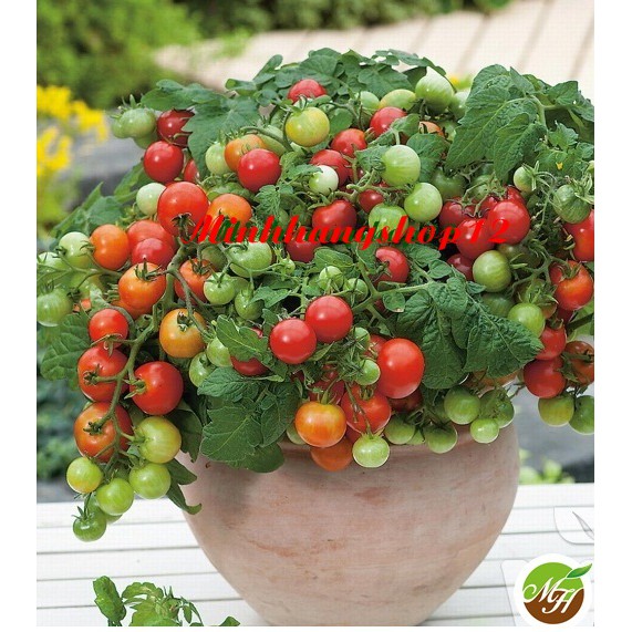 Hạt Giống Cà Chua Cherry Đỏ ( Cà Chua Bi Lùn Đỏ)- Hạt Chuẩn Nảy Mầm Tốt