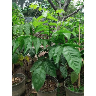 Cây Quất hồng bì