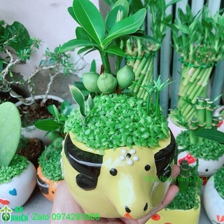Chậu cây may mắn tài lộc