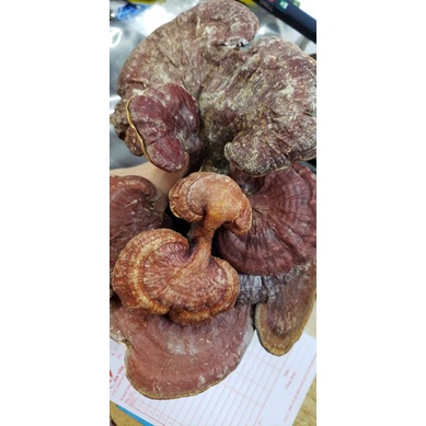 Nấm lim xanh rừng 100gam
