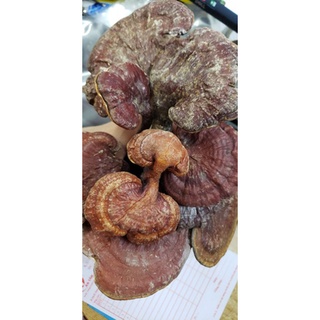 Nấm lim xanh rừng 100gam