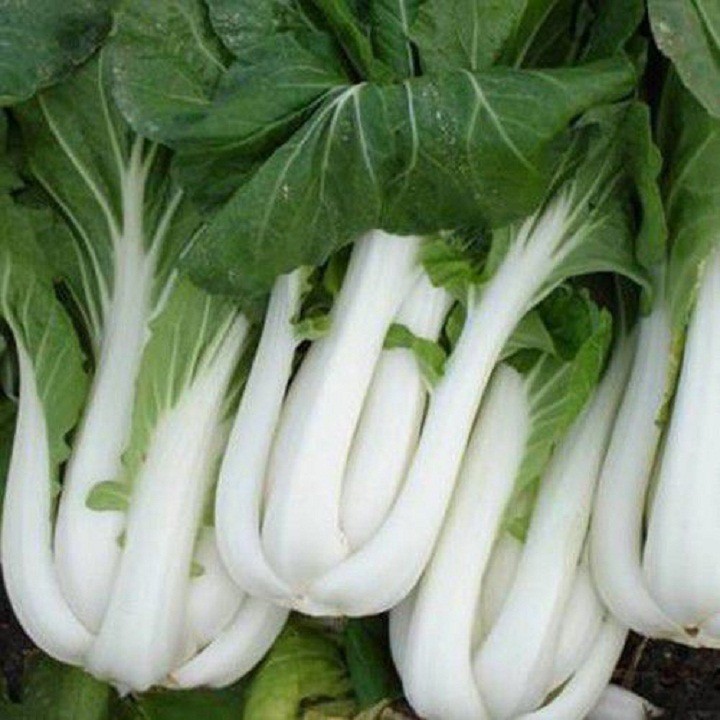 Hạt giống rau cải chít gói 20 gram xuất xứ Việt Nam