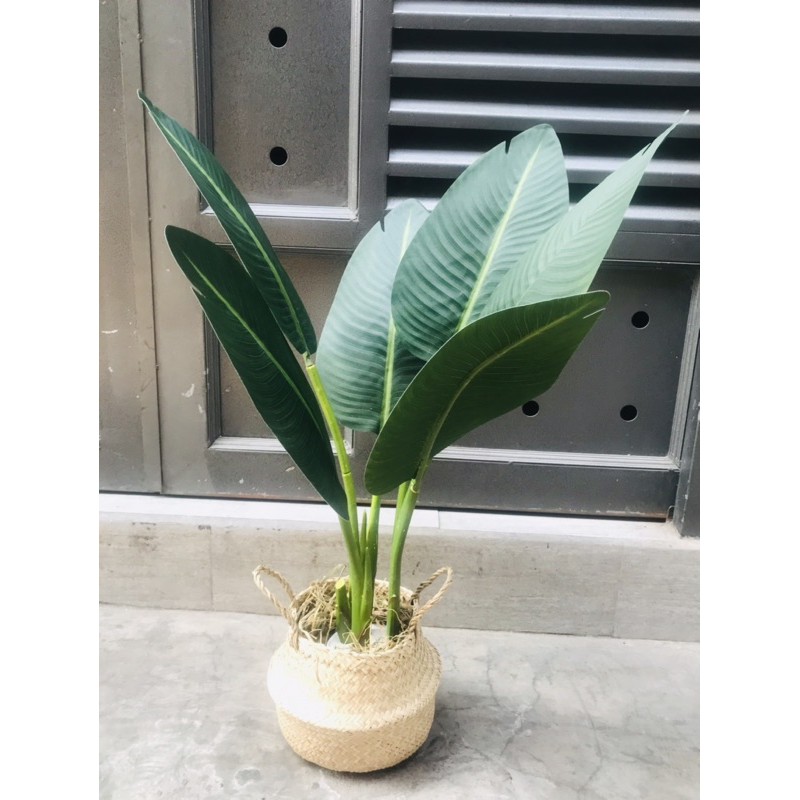cây chuối giả 80cm