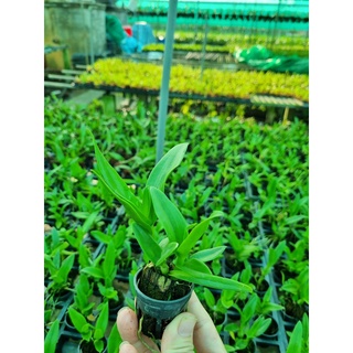 HOA LAN BÀ LIỄU XƯA