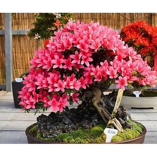 CÂY GIỐNG HOA ĐỖ QUYÊN NHẬT BẢN ĐỦ MÀU