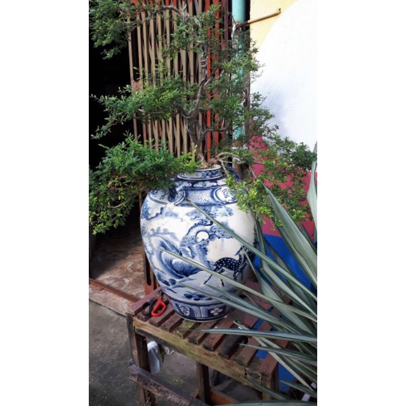 Chóe phong thủy, Chóe bày , ngâm rượu, ngâm thuốc vẽ kỹ hàng Bát Tràng. Giá 1 chiếc