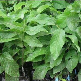 Cây giống na thái ( na xiêm )