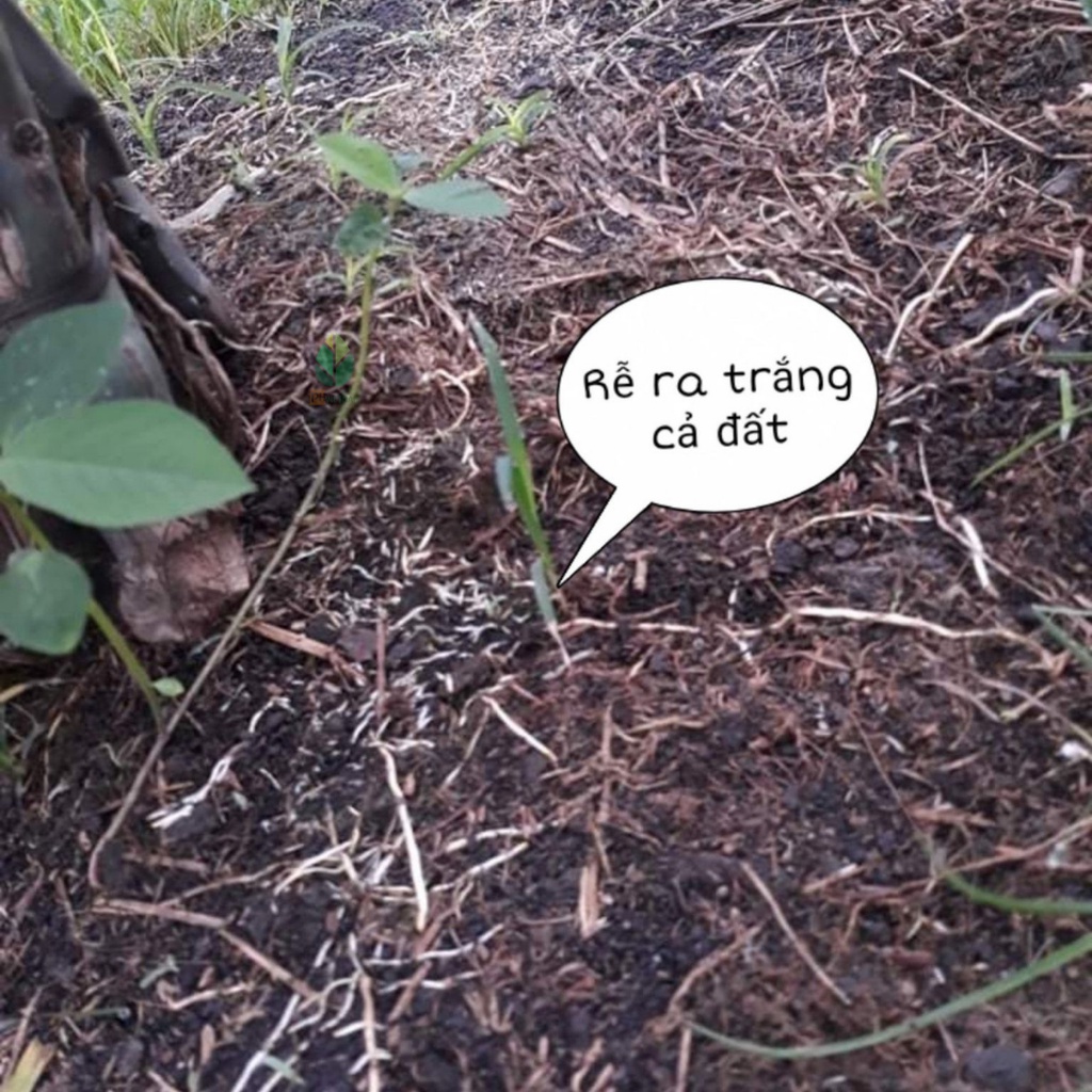 Phân Bón Hữu Cơ Siêu Kích Rễ 0.5 Kg - Humic Kết Hợp Trichoderma Và Trung Vi Lượng - Phát Rễ Mạnh - PH Việt Nam