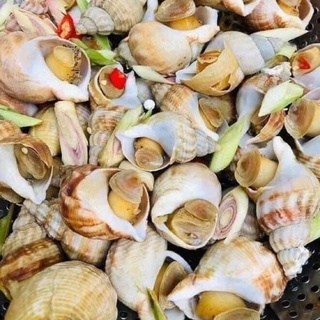 ốc bulot [ ship hoả tốc HN]