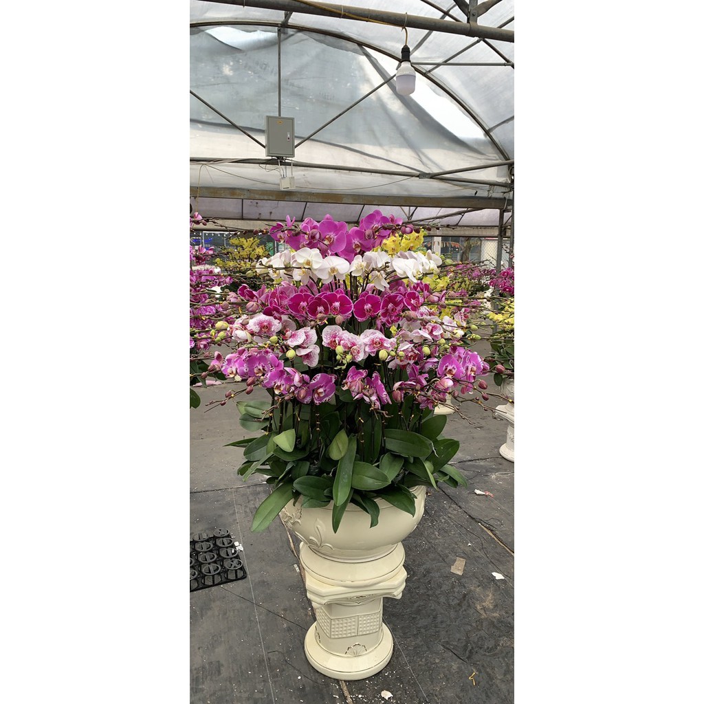 Lan Hồ Điệp màu Đỏ Địa Chủ cốc đại 3.5 chuẩn màu hoa