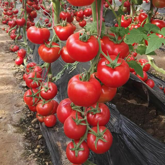 Hạt giống cà chua chịu nhiệt