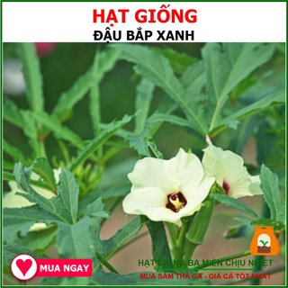 Giống đậu bắp xanh rạng đông 20gram