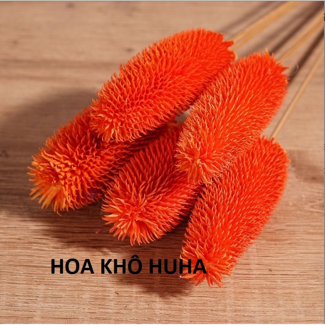 Hoa khô TEASEL trang trí nhà cửa