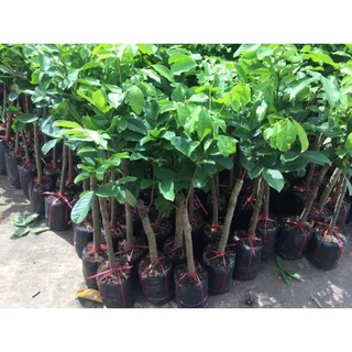Cây chôm chôm, cây chôm chôm ghép cho quả sớm⚡freeship⚡🚛 🌴Mua 4 tặng 1 cây bất kì🌴