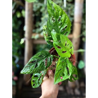 Trầu bà lá lỗ