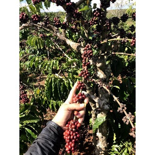 Cà Phê Slarland, Robusta, 500gr, coffee, nguyên chất