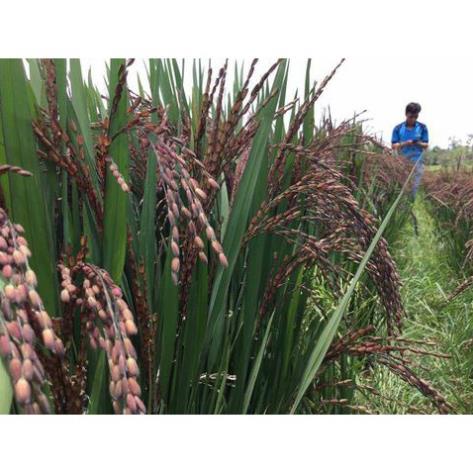 Gạo lứt đỏ huyết rồng🌾𝐁𝐈̣𝐂𝐇 𝟏𝐊𝐆🌾 Gạo lức thơm ngon, dẻo mềm cơm | BigBuy360 - bigbuy360.vn