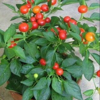Cây ớt bi đang ra quả.hình 2
