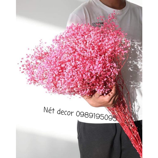 Hoa Baby tự nhiên sấy khô ướp màu dùng trang trí nhà