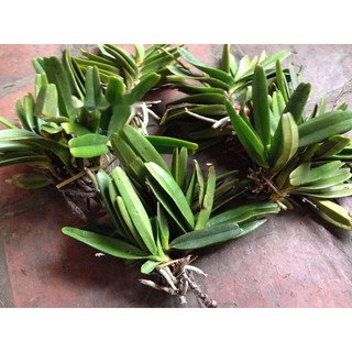 1 cây lan rừng quế tím - hàng siêu đẹp, hoa thơm - chuẩn rừng