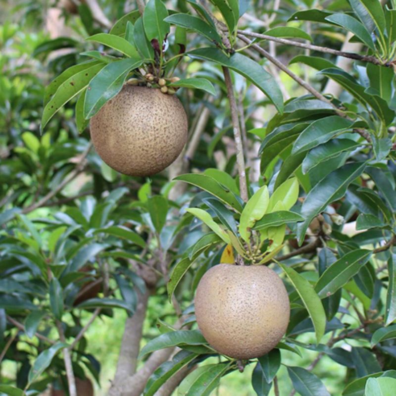 🍊♥️Cây giống Hồng Xiêm Mexico trồng chậu🍊♥️Sapoche_ Cây giống to khỏe, nhiều nhánh cao trên 100cm cho trái sau 6 tháng