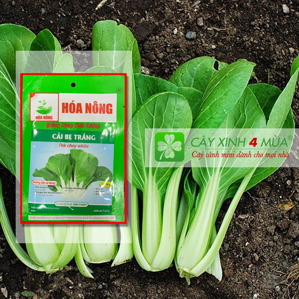 Hạt Giống Cải Bẹ Trắng Gói 10g - [&gt;93% Nảy Mầm] - Giống Vàng Chất Lượng