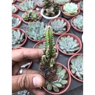 xương rồng thanh Sơn vĩ