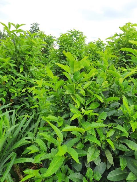 Lá vối nếp tươi 1kg