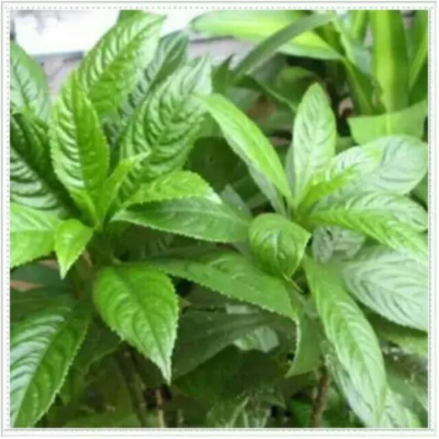 Hạt giống xương sông