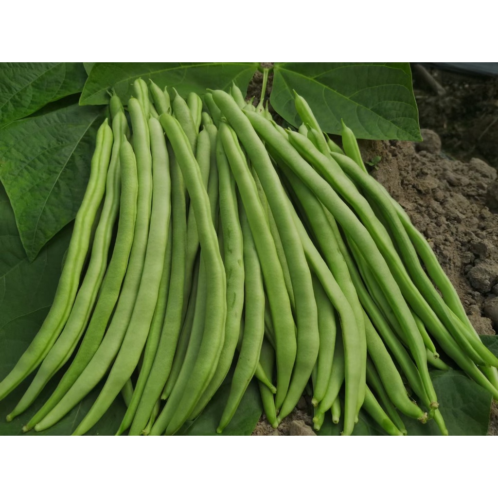 Hạt giống đậu Cove leo Cao Sản 20g