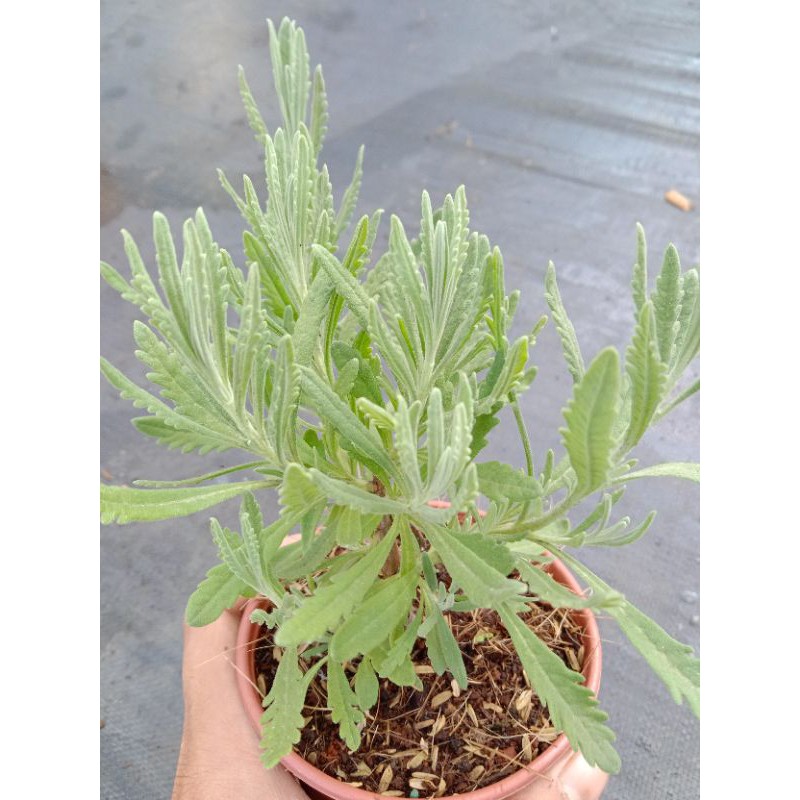 YÊU NHAU TẶNG GÌ  OẢI HƯƠNG LAVENDER THUẦN KHÍ HẬU SIZE 10cm đáng eo