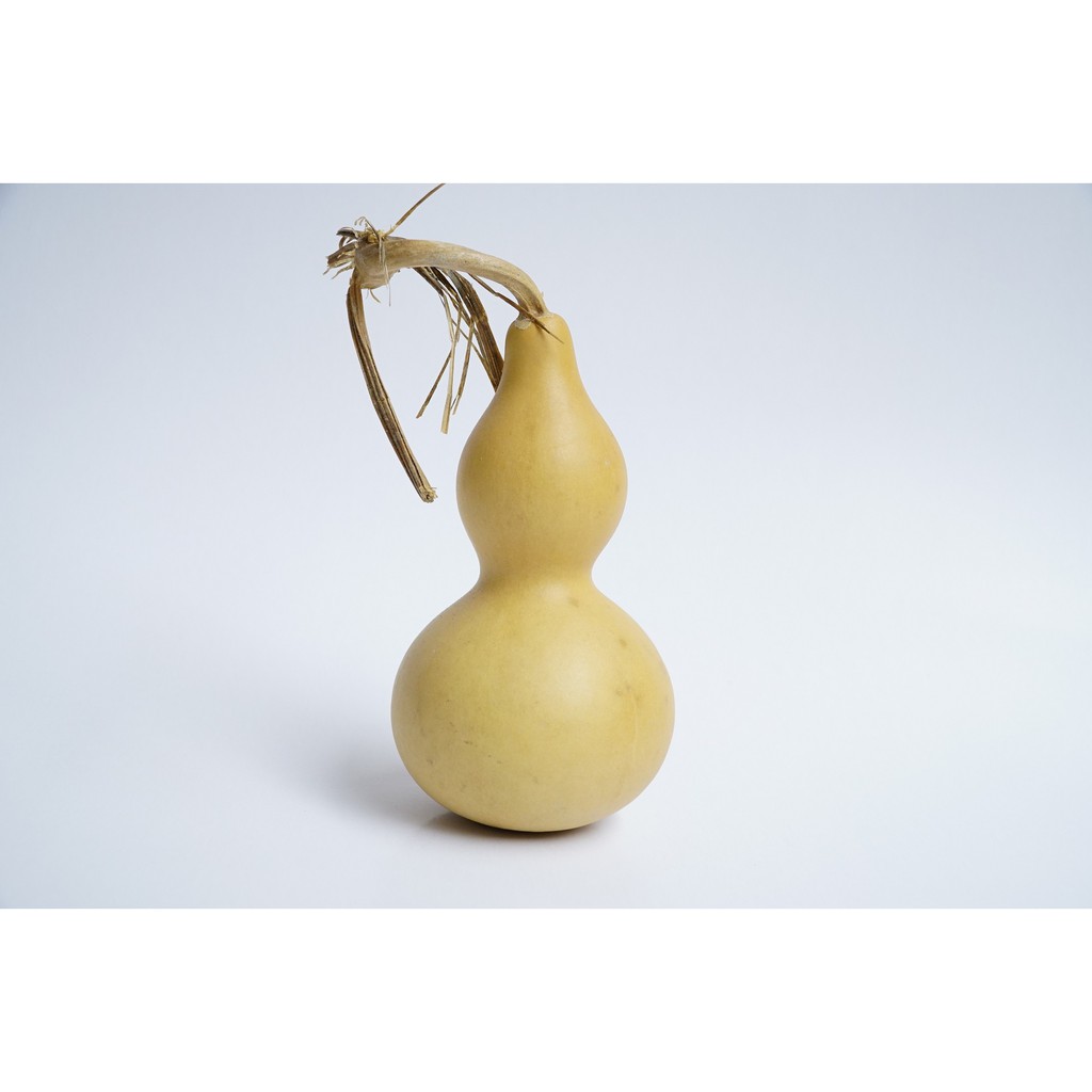 Bầu hồ lô phong thủy trắng nguyên trái nguyên cuống tài lộc | BigBuy360 - bigbuy360.vn