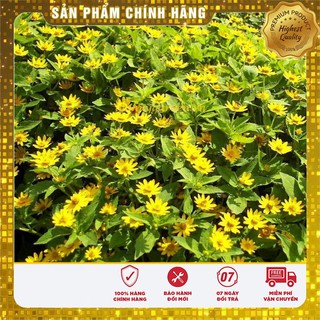 Hạt Giống Cúc Mặt Trời(50-100 hạt)
