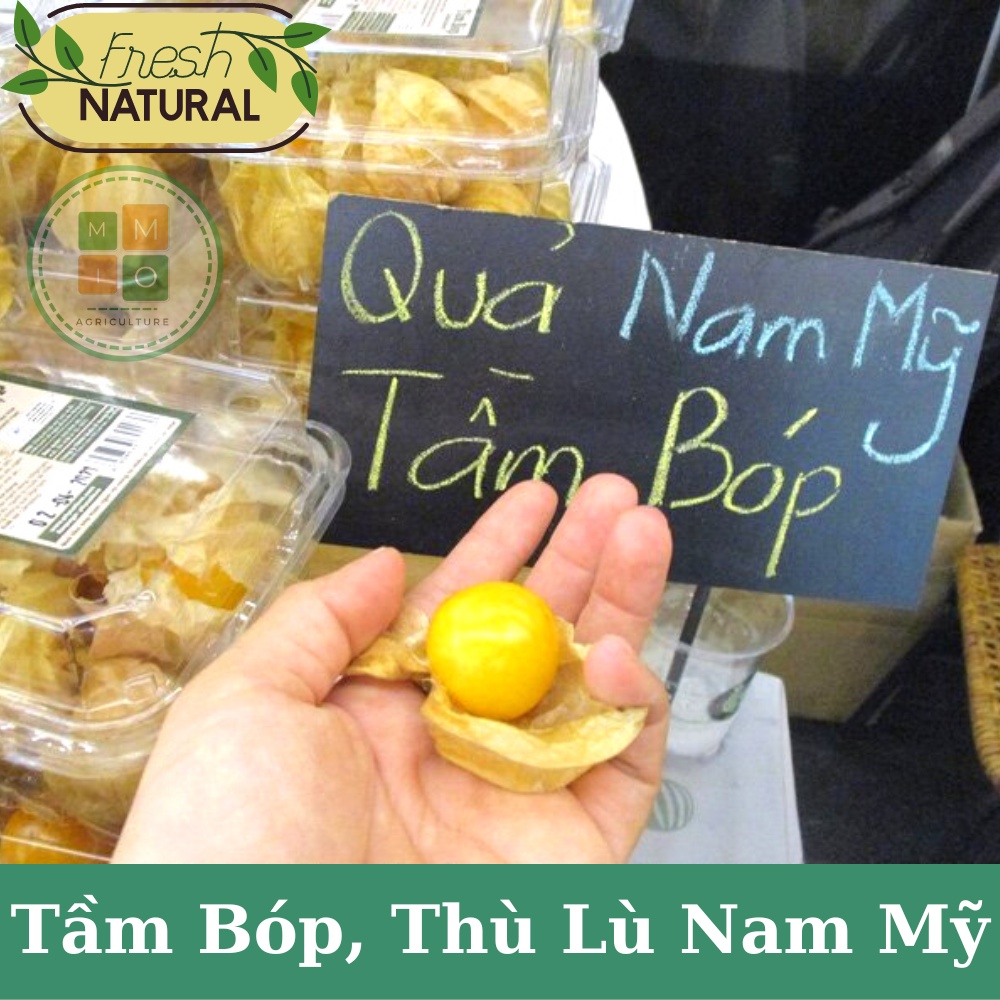 Hạt giống tầm bóp, thù lù Nam Mỹ (quả lồng đèn) giàu dinh dưỡng tốt cho sức khỏe