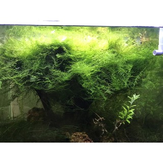 Rêu thuỷ sinh Java Moss vỉ 10x10cm