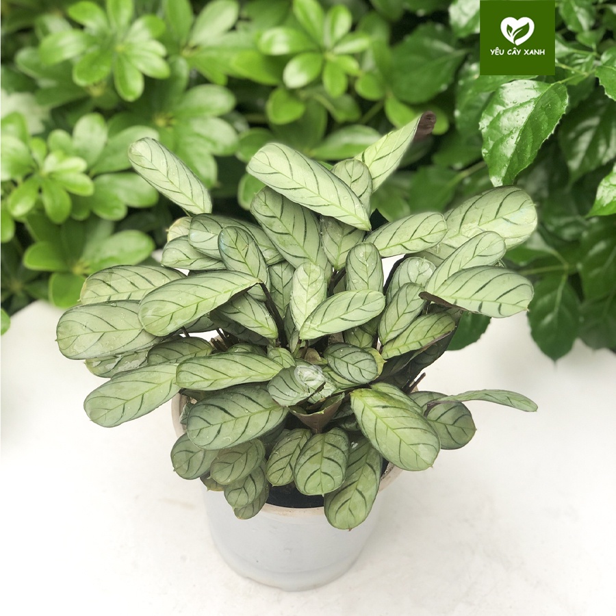 Cây Đuôi Công Xương Cá để bàn - Calathea Burle Marxii