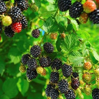 Hạt giống mâm xôi đen 30 hạt (TẶNG gói kích thích hỗ trợ hạt nảy mầm)