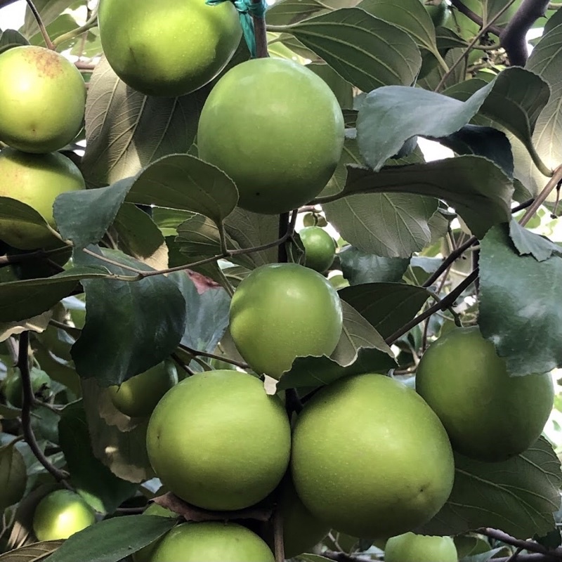 Táo tươi Ninh Thuận