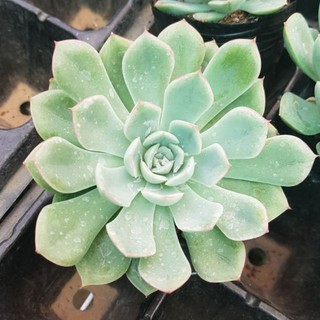 sen đá sen trắng