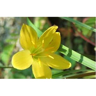 combo 10 củ hoa huệ mưa vàng