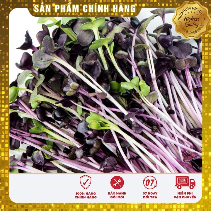 HẠT GIỐNG RAU MẦM CỦ CẢI ĐỎ 50 GRAM