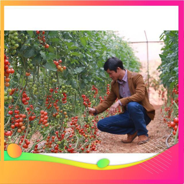 Hạt Giống Cà Chua Bi IDYII F1 - 30 Hạt VIETGAR
