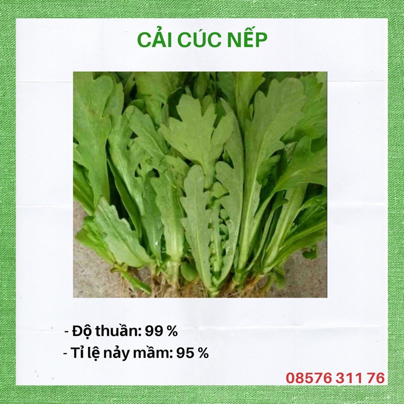 Hạt giống rau cải cúc nếp( rau tần ô)