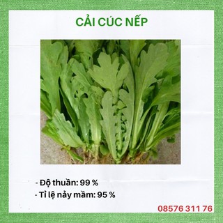 Hạt giống rau cải cúc nếp( rau tần ô)