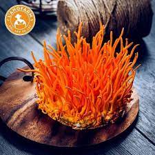 Nấm đông trùng hạ thảo sấy khô