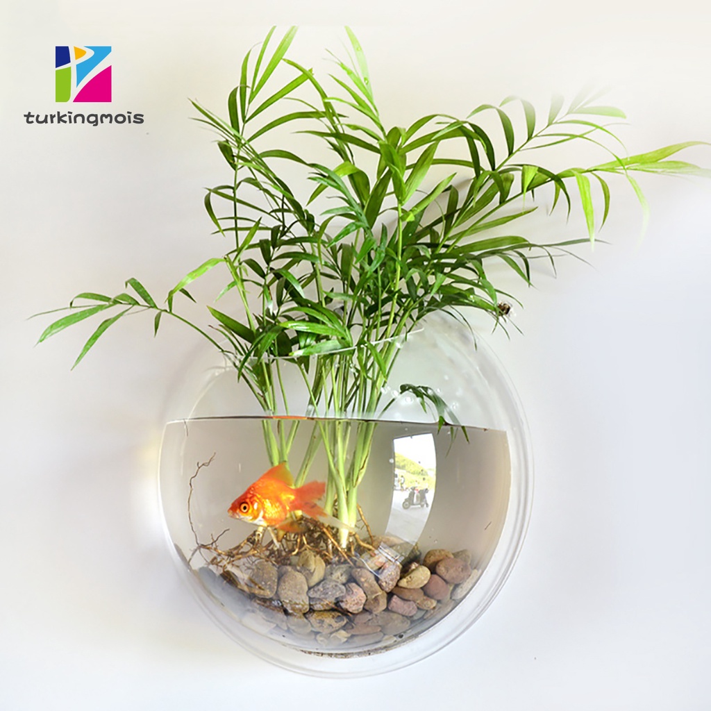 Bình cá cảnh acrylic treo tường sáng tạo