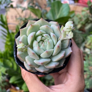 Sen đá bánh bao mới