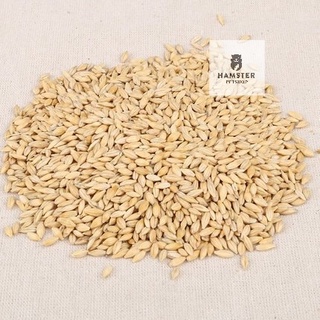 Hạt đại mạch cho hamster , sóc, nhím 100g
