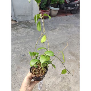 Cẩm cù Mindorensis Red hoa đỏ tuyệt đẹp